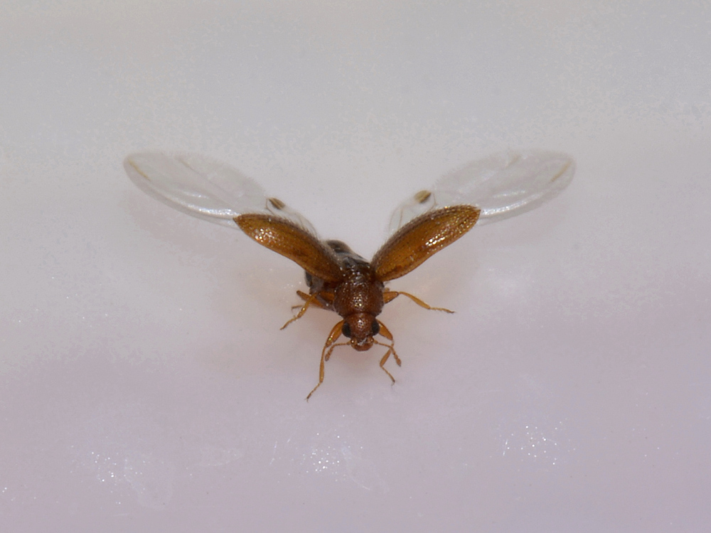 Latridiidae? Sì, Melanophthalma cfr. distinguenda